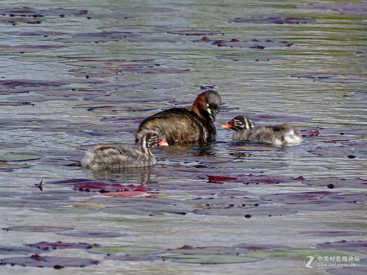 【小水鸡子……母子情】