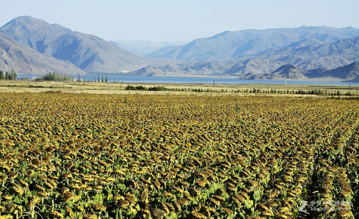 西行漫记 53 富蕴县 可可托海 B