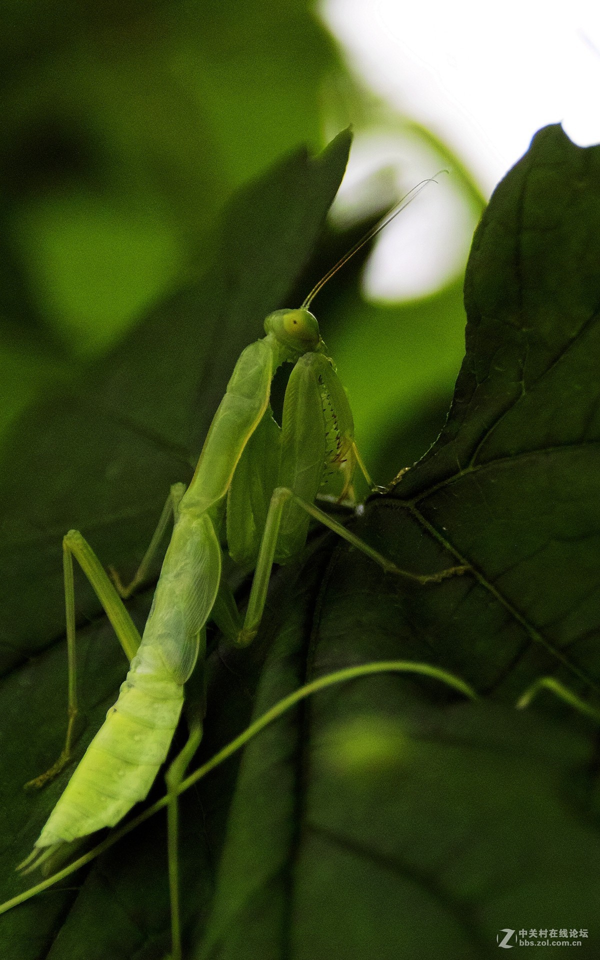 夏天拍的亚成螳螂
