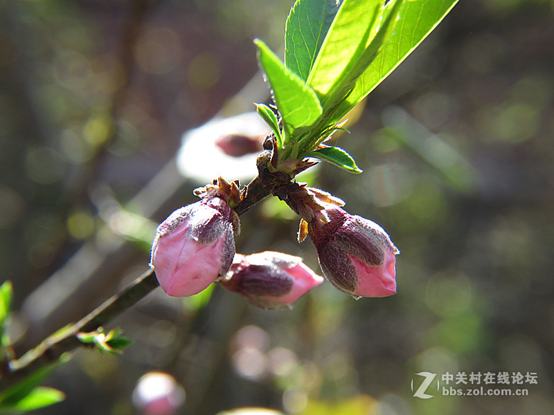 用八倍微距境拍摄的一组桃花