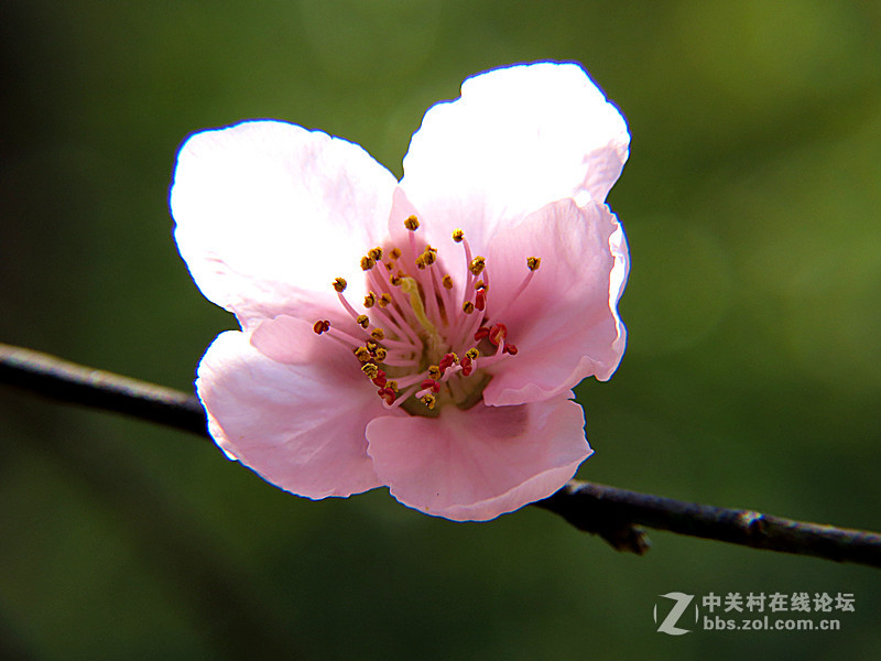 用八倍微距境拍摄的一组桃花