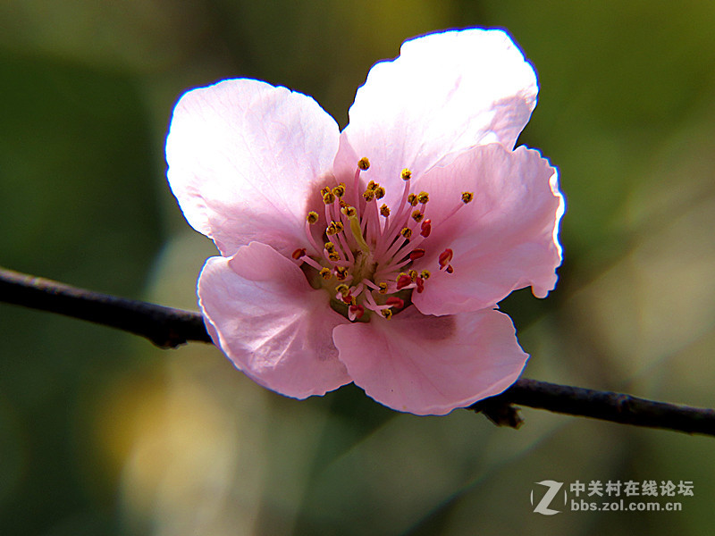 用八倍微距境拍摄的一组桃花
