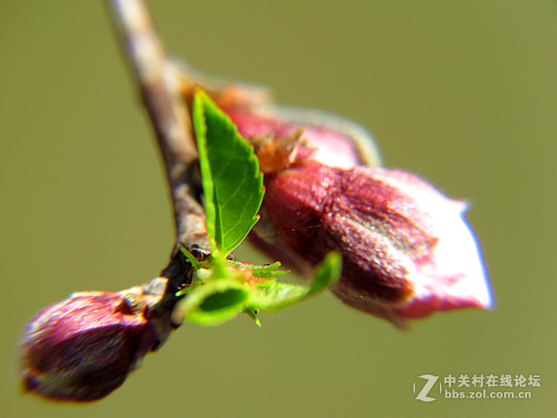 用八倍微距境拍摄的一组桃花