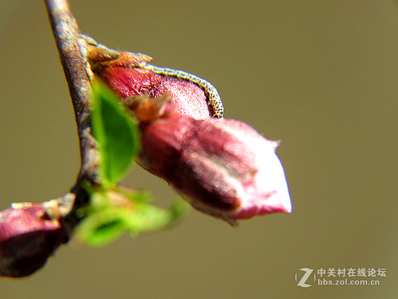 用八倍微距境拍摄的一组桃花