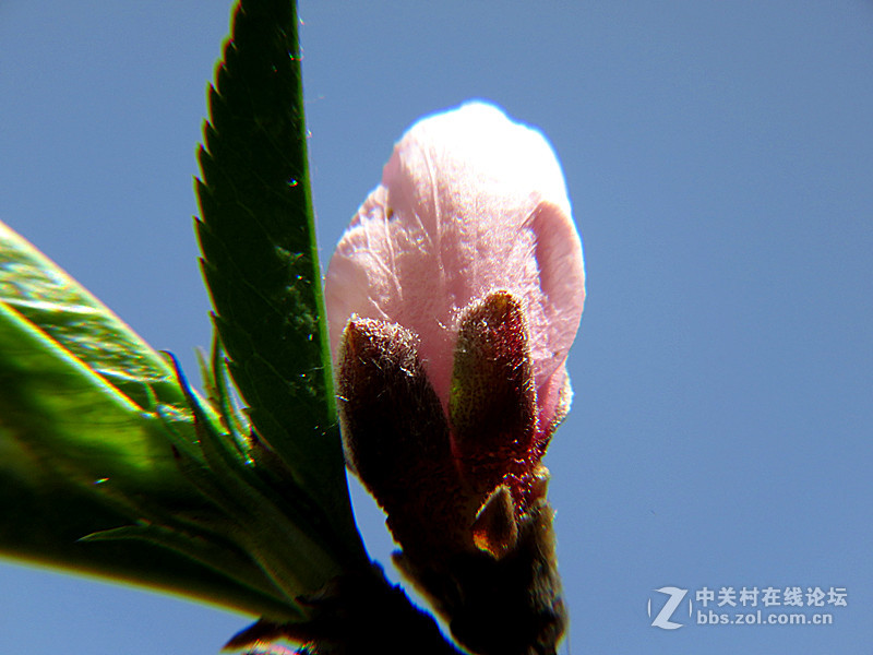 用八倍微距境拍摄的一组桃花