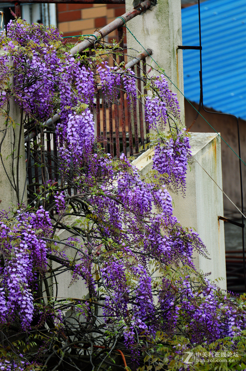 阳台紫藤花