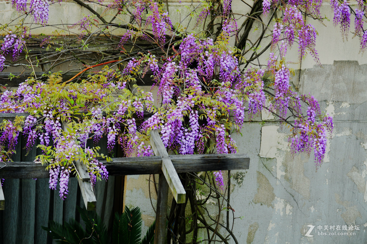 阳台紫藤花