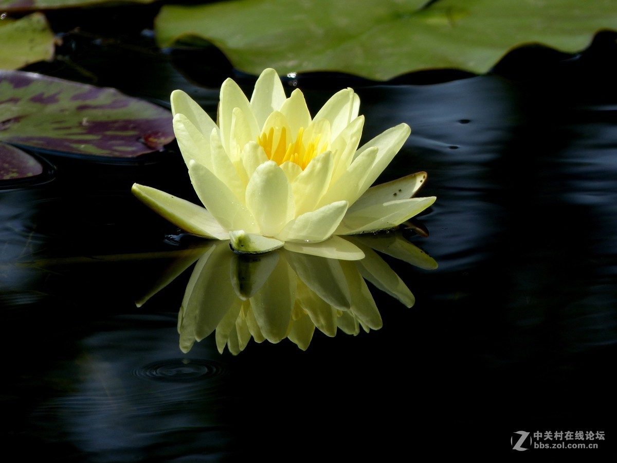 水边随拍（睡莲），请多多指教。