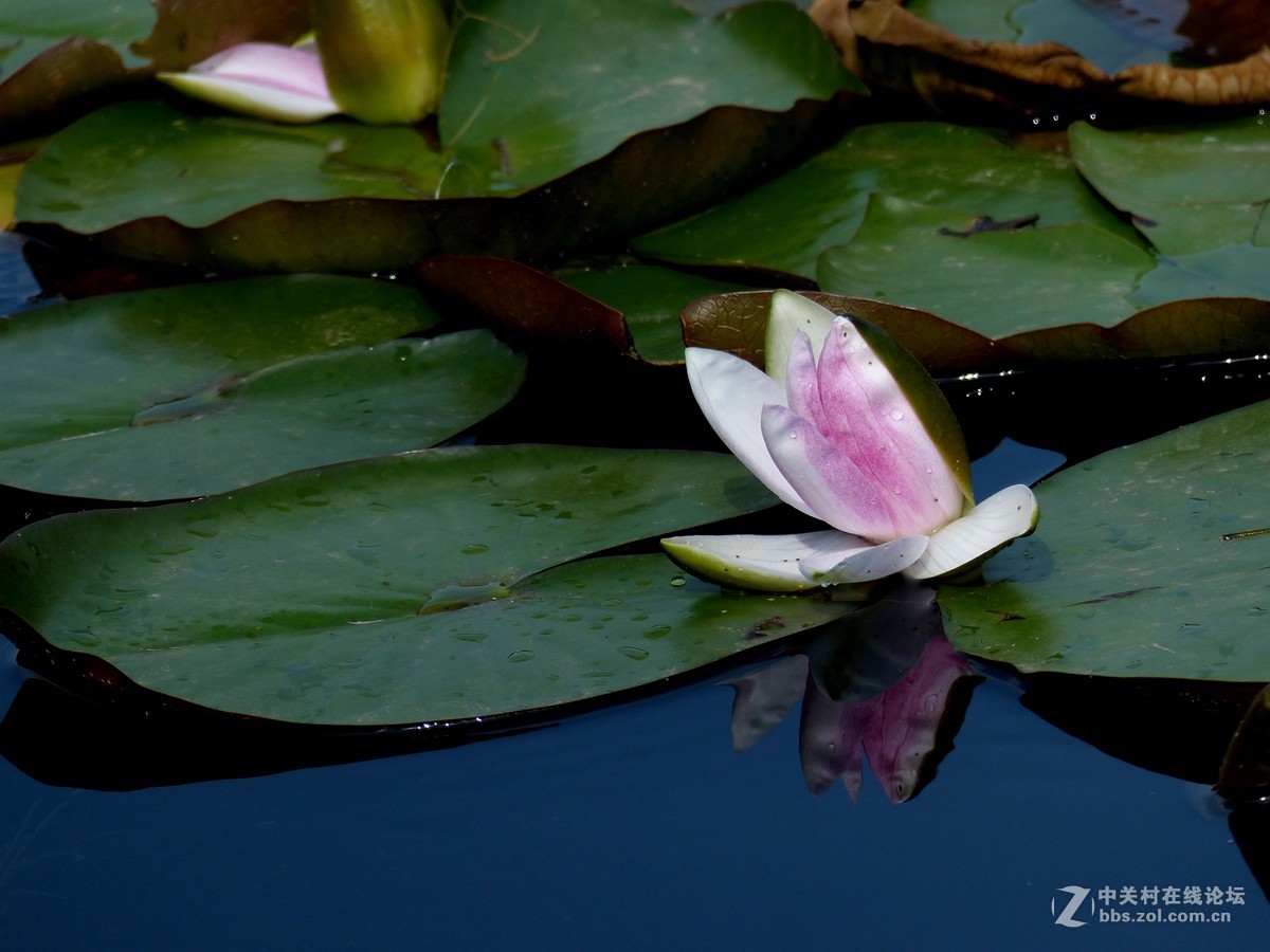 水边随拍（睡莲），请多多指教。