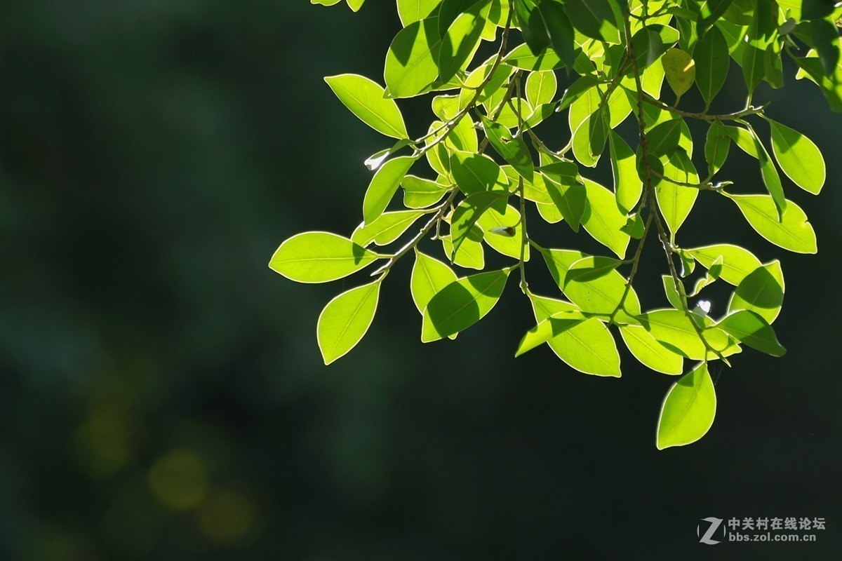 #版主坐堂# 腾龙153星空(中国)2017年十月精品荟萃