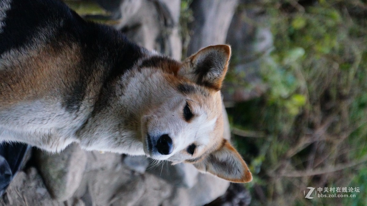 整理去年丙察察进藏的片子~