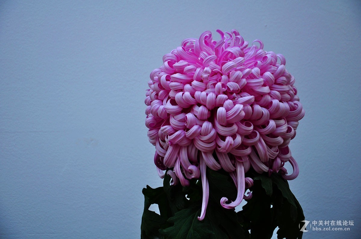 #版主坐堂#2017年12月份《承德》优秀作品选辑