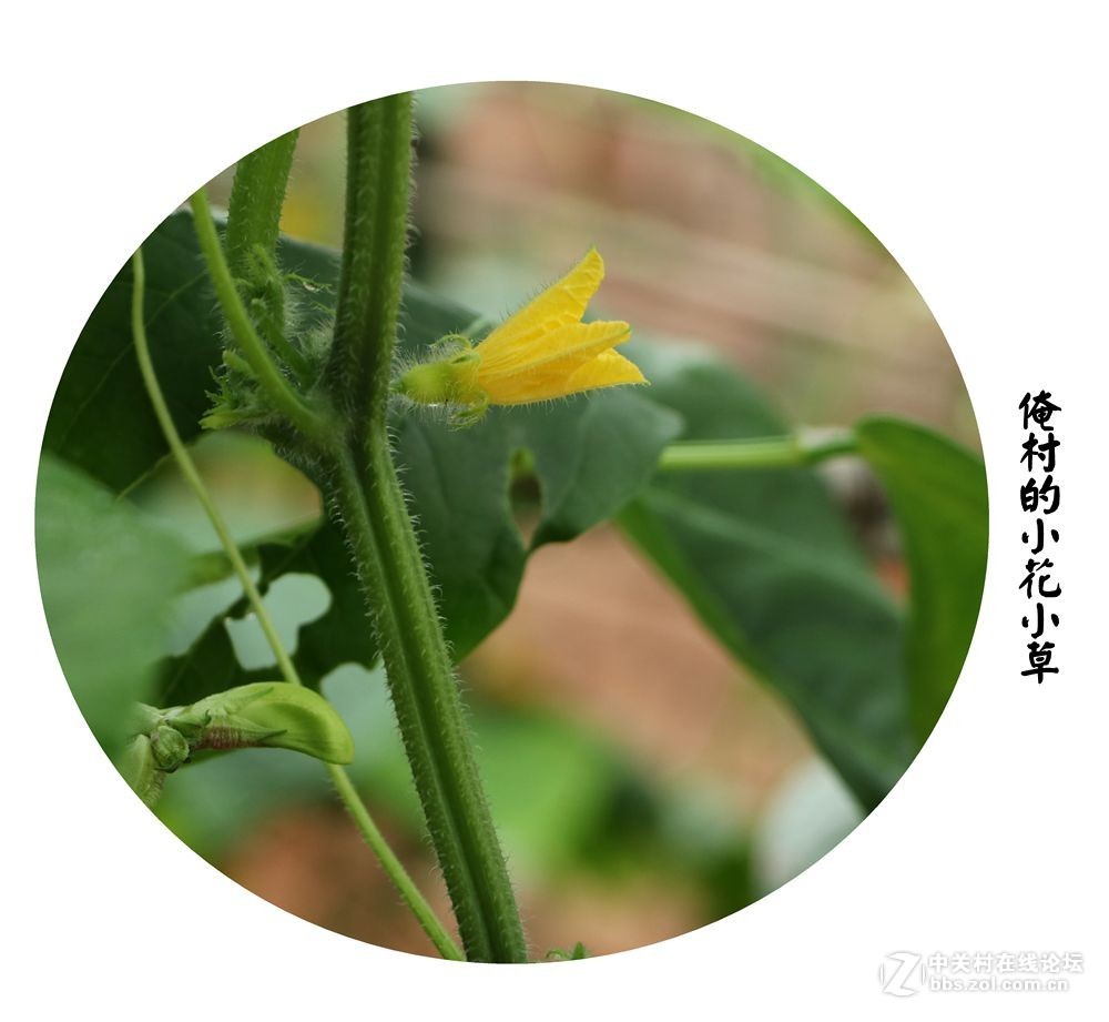 俺村的小花小草