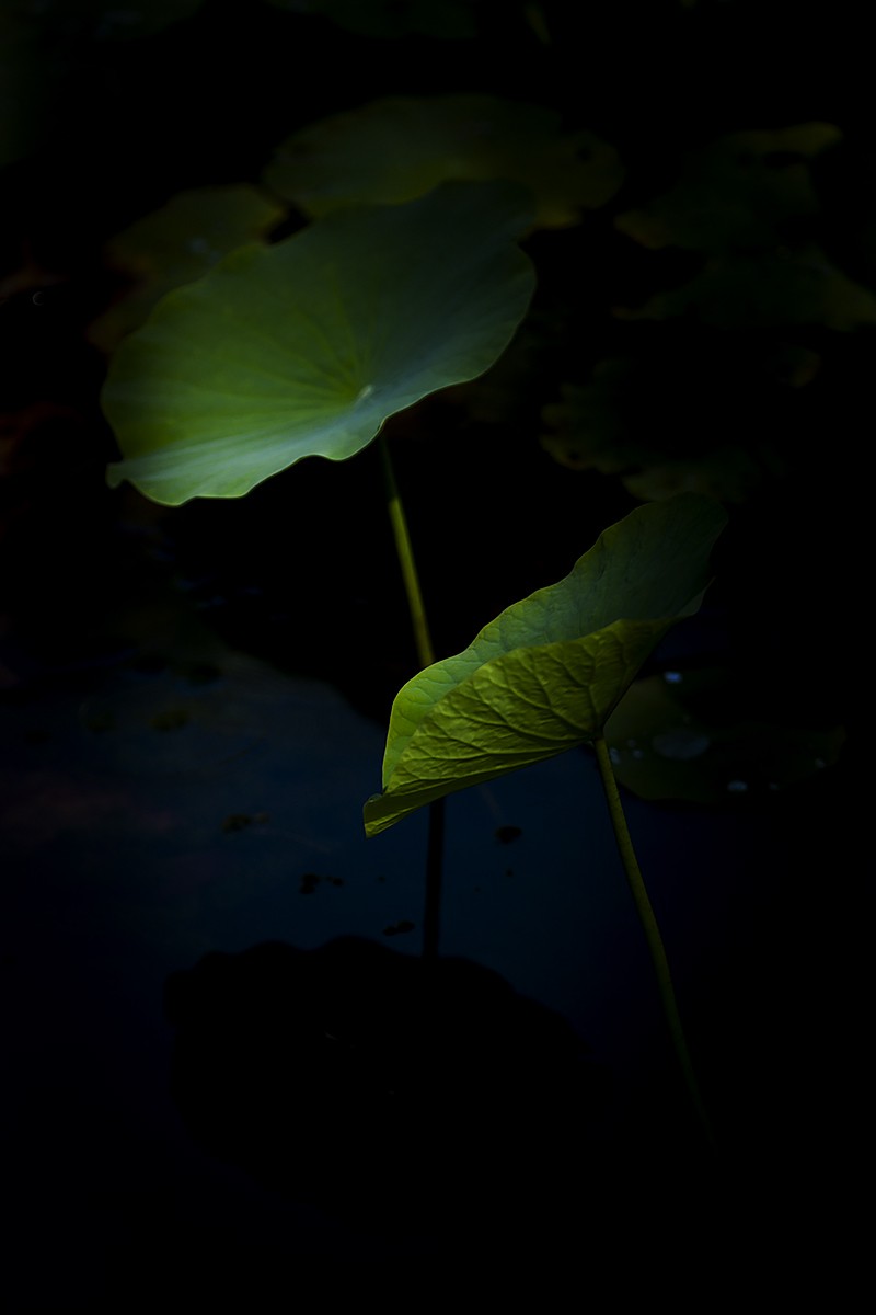 #佳能EOS M6-定格光影#——太阳当头照，专拍光影照！