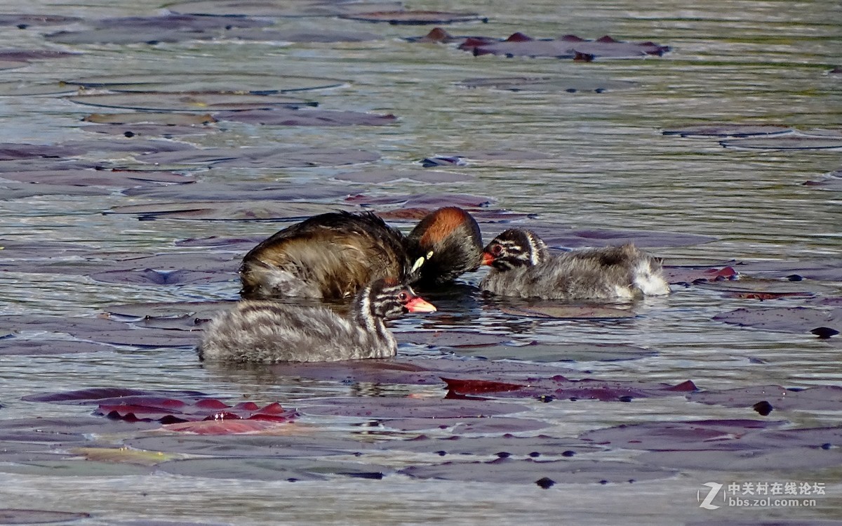 【小水鸡子……母子情】