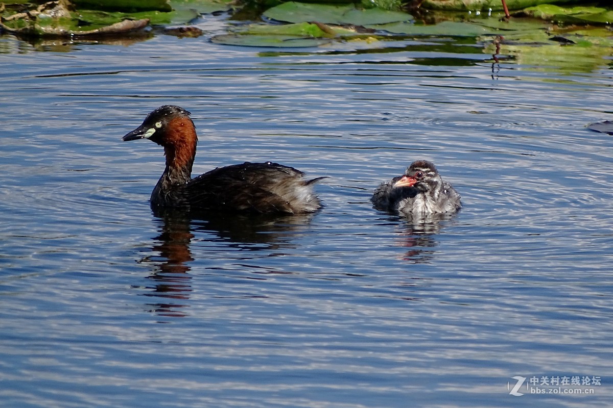 【小水鸡子……母子情】