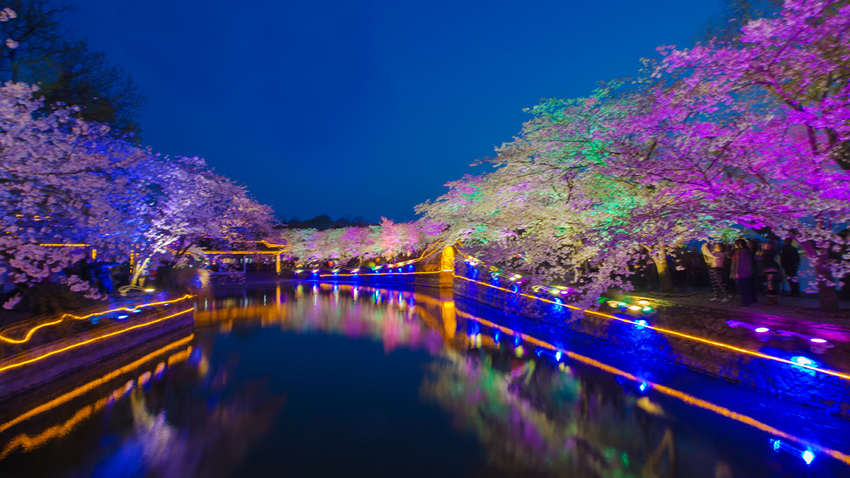 無錫黿頭渚櫻花夜公園