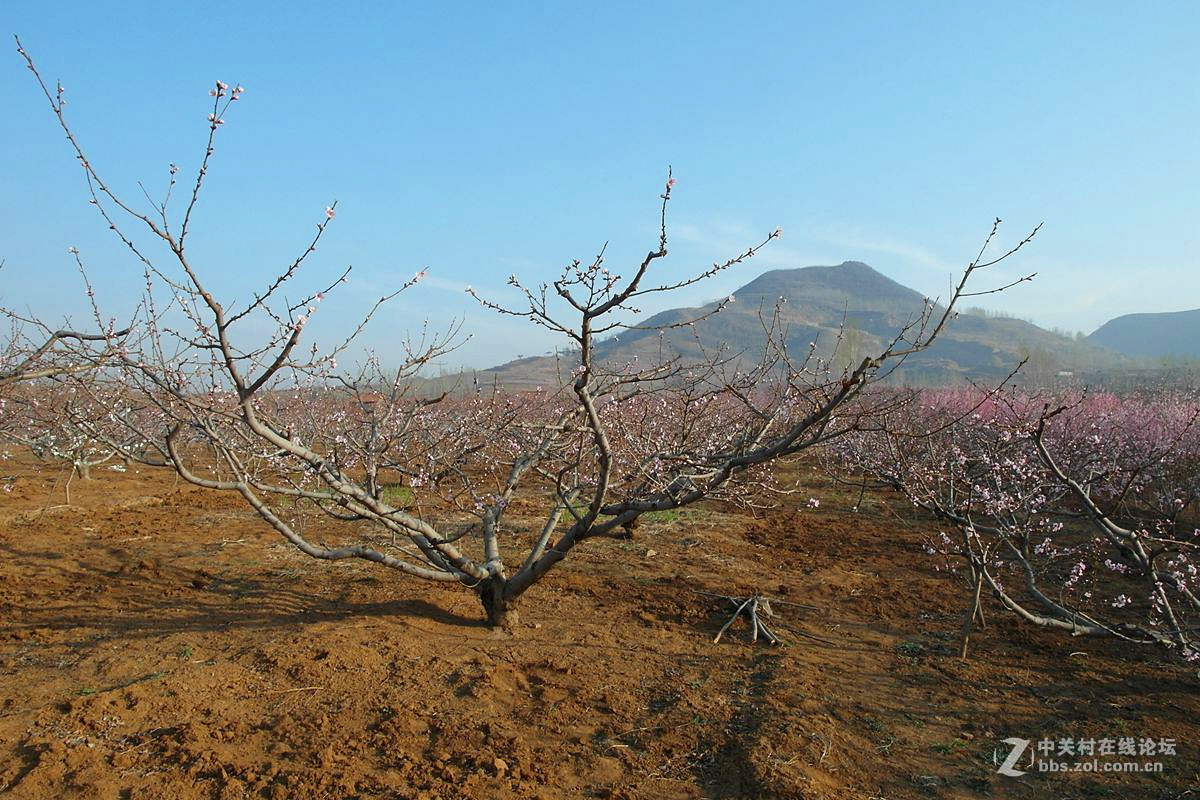 『桃花依旧伴春风-2』