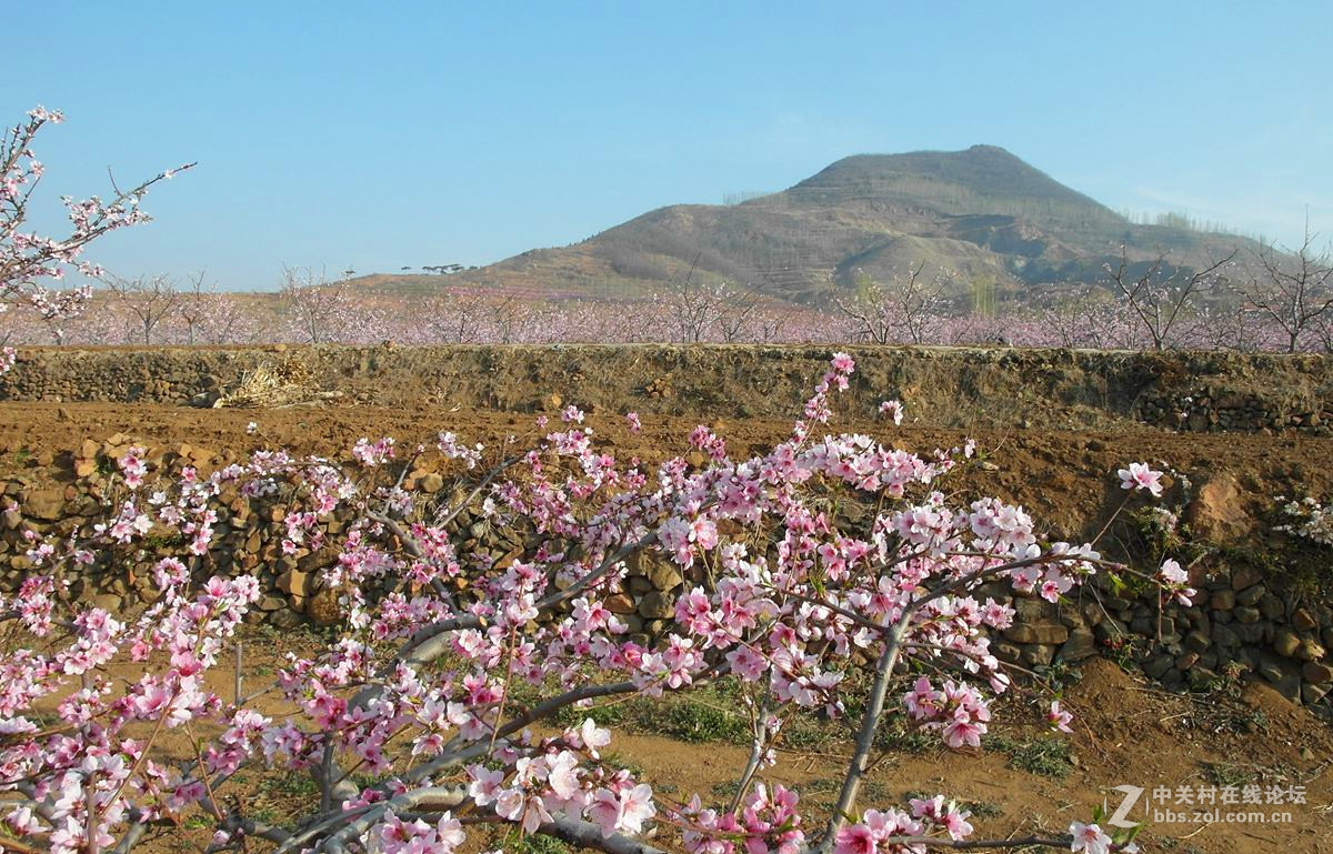 『桃花依旧伴春风-2』
