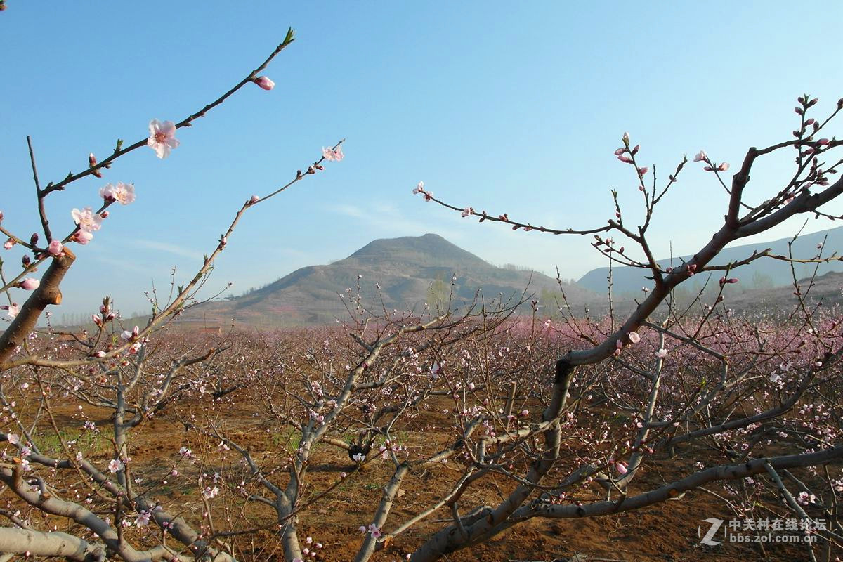 『桃花依旧伴春风-2』