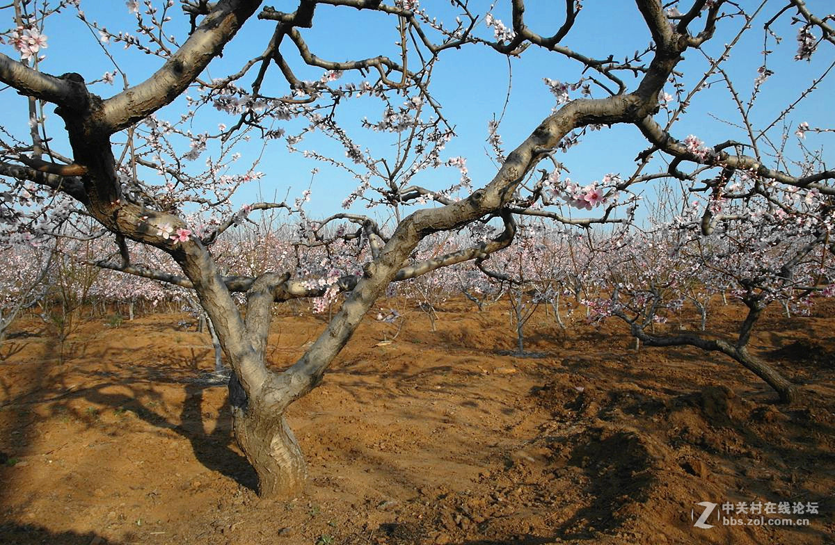 『桃花依旧伴春风-2』