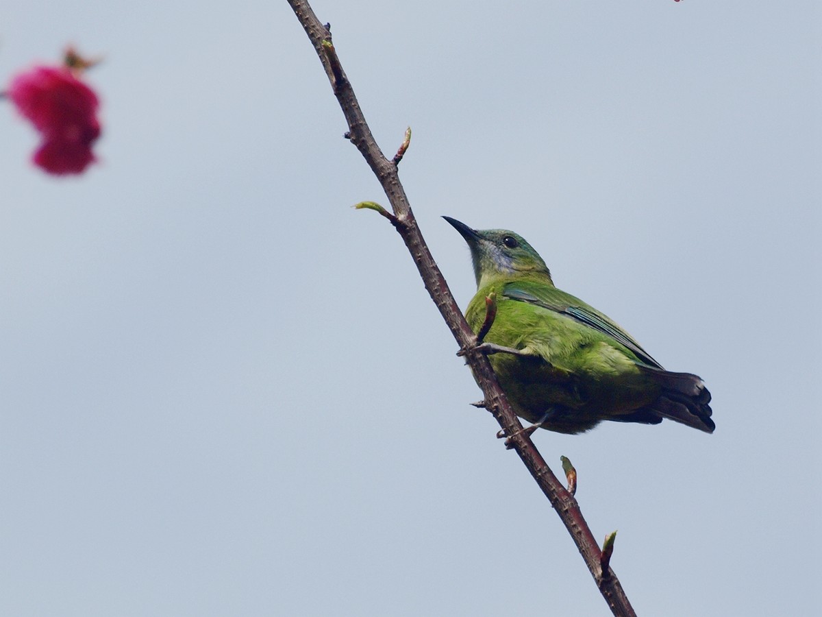 太阳鸟与绿叶鸟