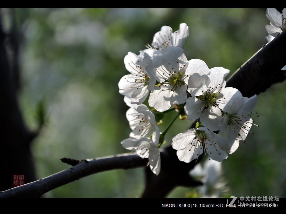 樱桃花开春意浓
