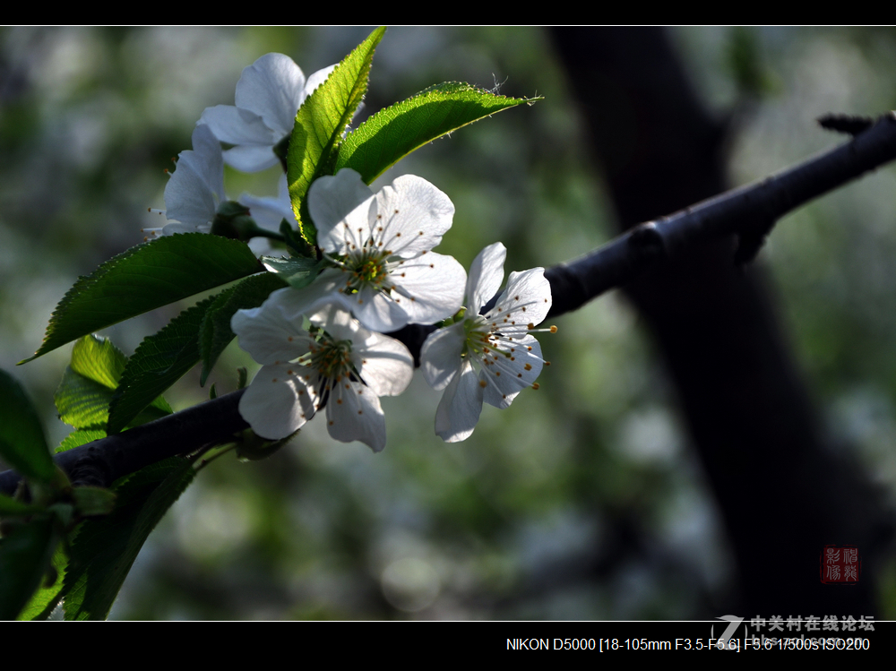樱桃花开春意浓