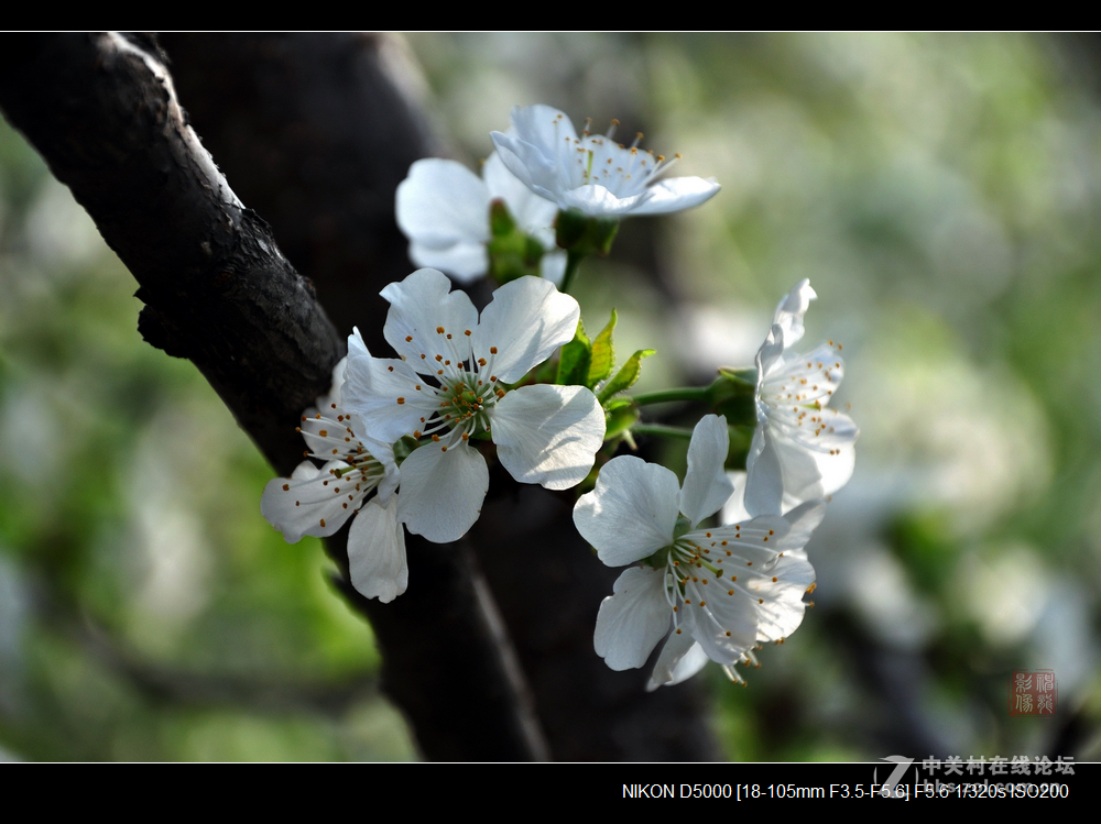 樱桃花开春意浓