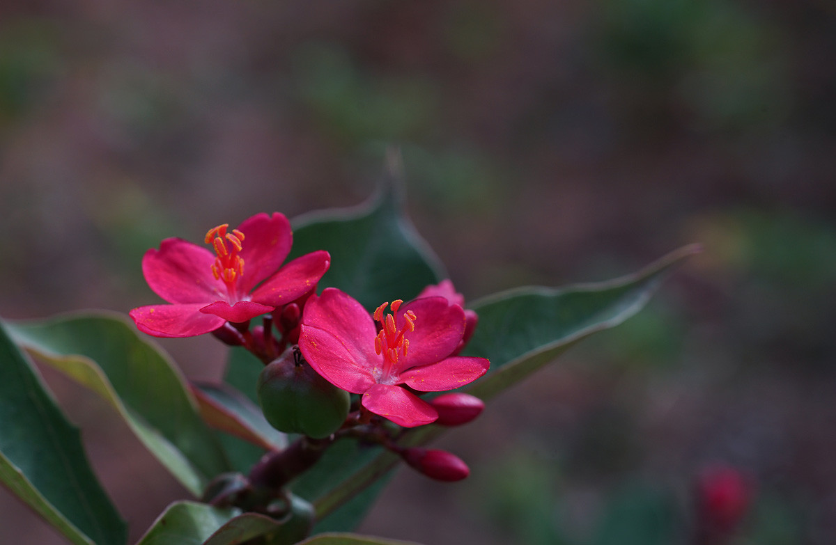 小紅花