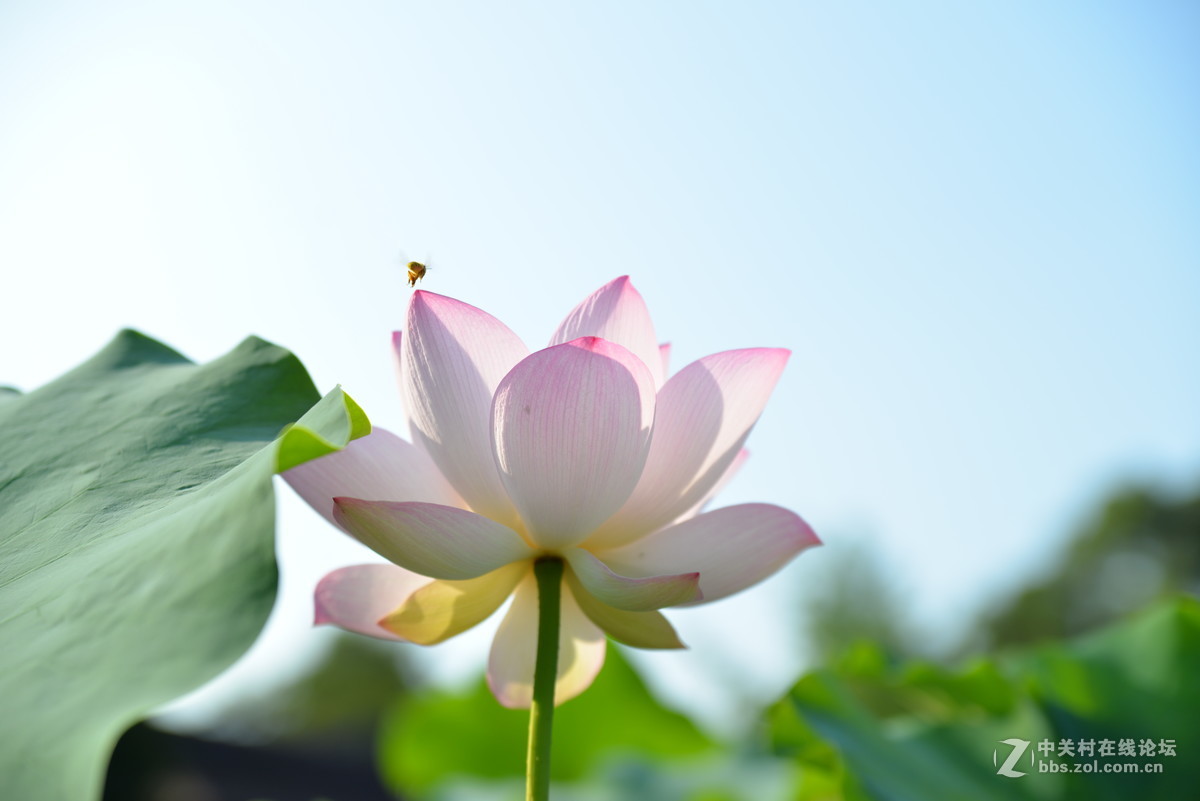 >刚买的 腾龙SP AF 28-75mm f/2.8