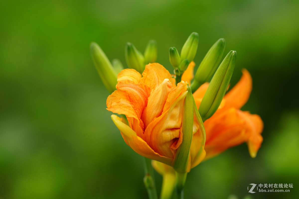 萱草花