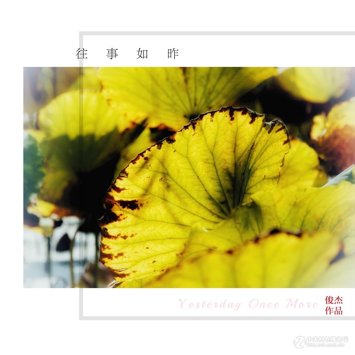 #佳能月赛-金秋十月#秋意浓