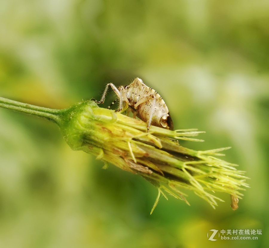 秋雨绵绵，虫草烂漫。。。。。