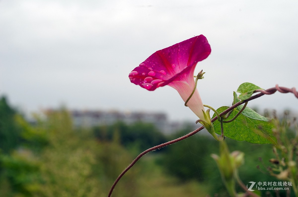 秋雨绵绵，虫草烂漫。。。。。