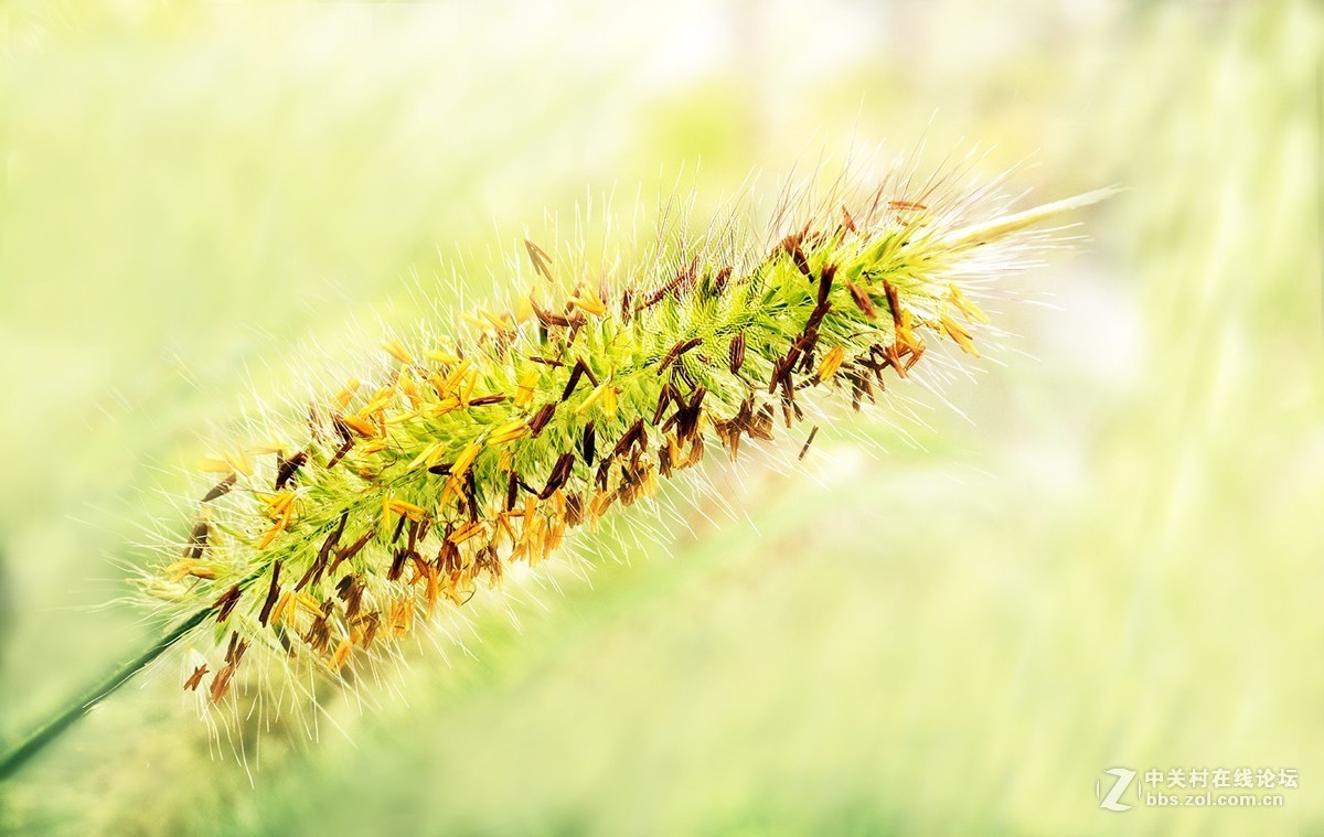 秋雨绵绵，虫草烂漫。。。。。