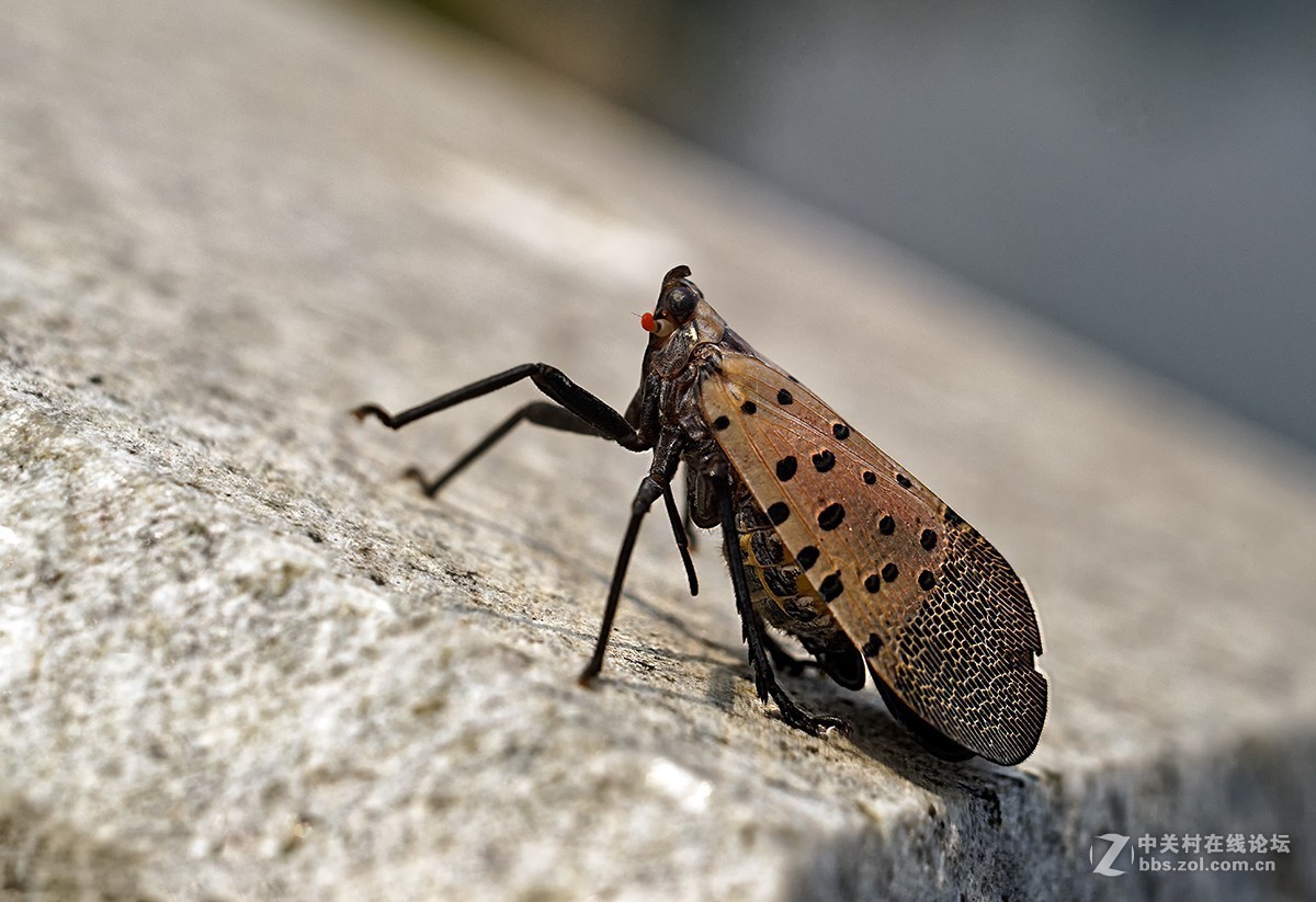 秋雨绵绵，虫草烂漫。。。。。