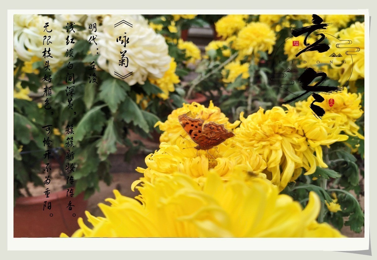 “秋雨将去立冬来，冬雨潇潇寒风扬。寒风呼啸叶枯黄，滴滴细雨迎立冬”天凉请加衣