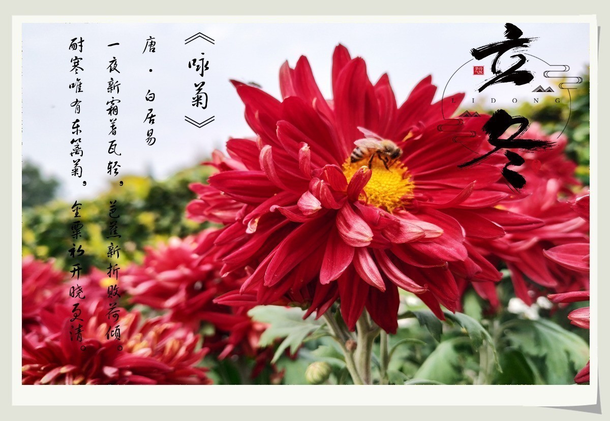 “秋雨将去立冬来，冬雨潇潇寒风扬。寒风呼啸叶枯黄，滴滴细雨迎立冬”天凉请加衣