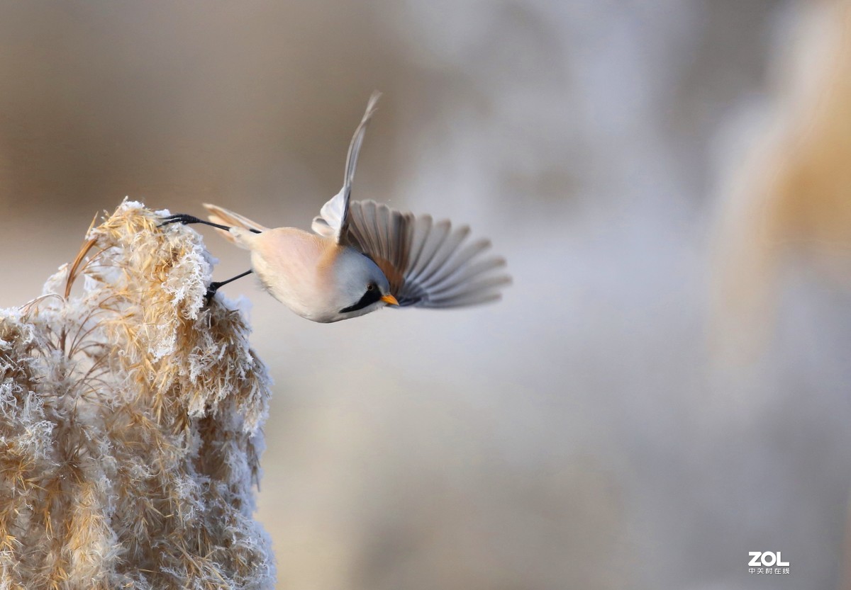 芦花上跳动的小精灵