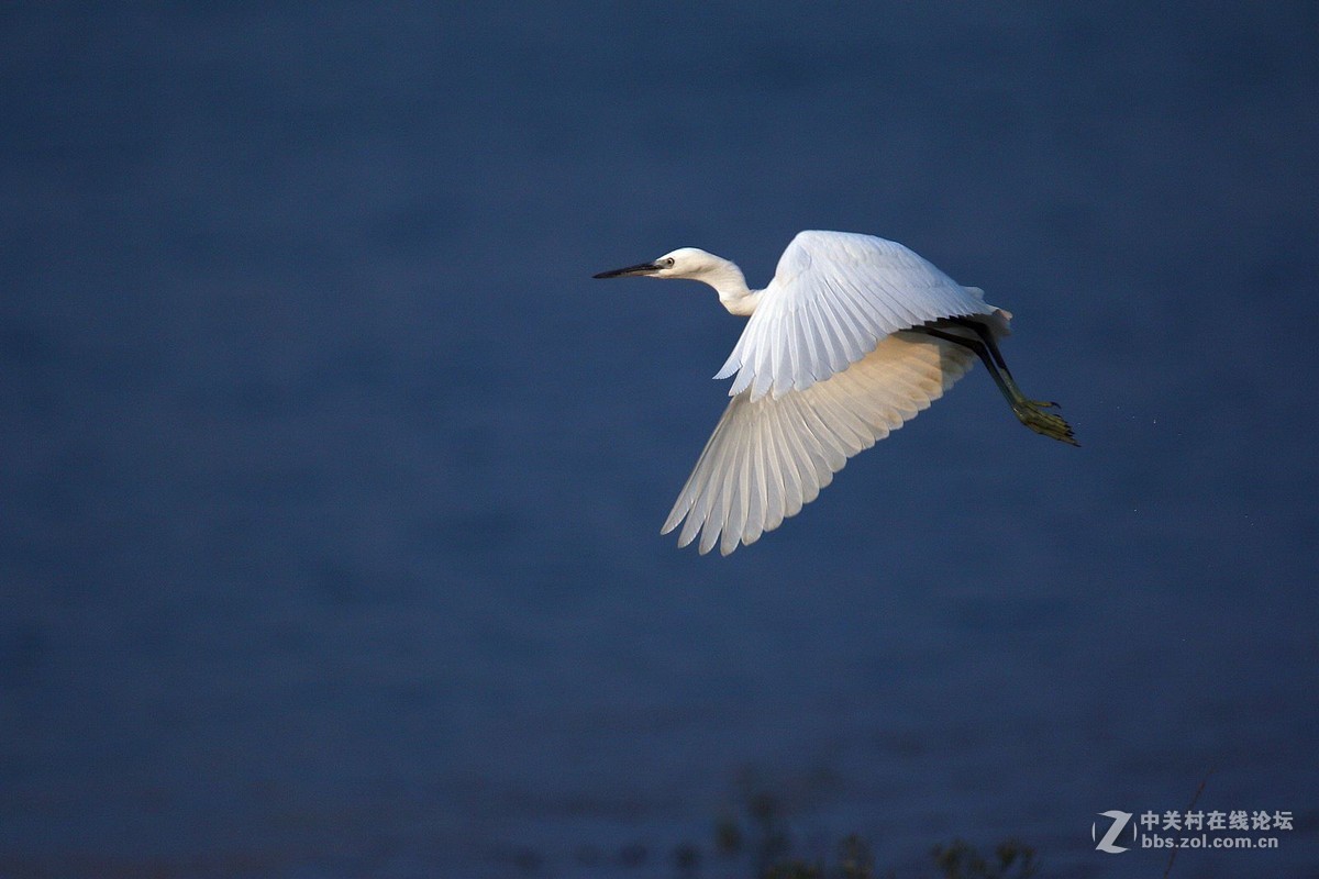 白鹭飞