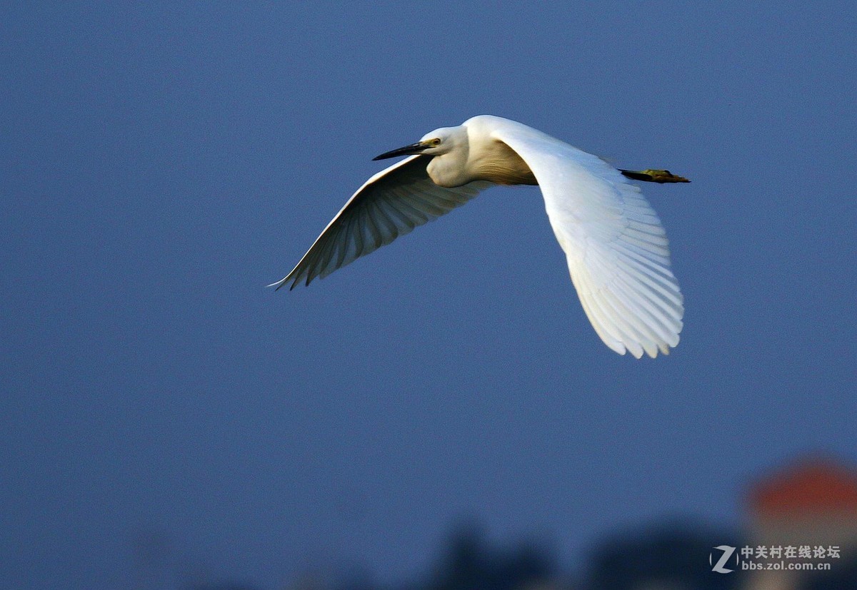 白鹭飞