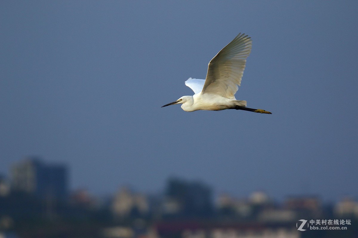 白鹭飞