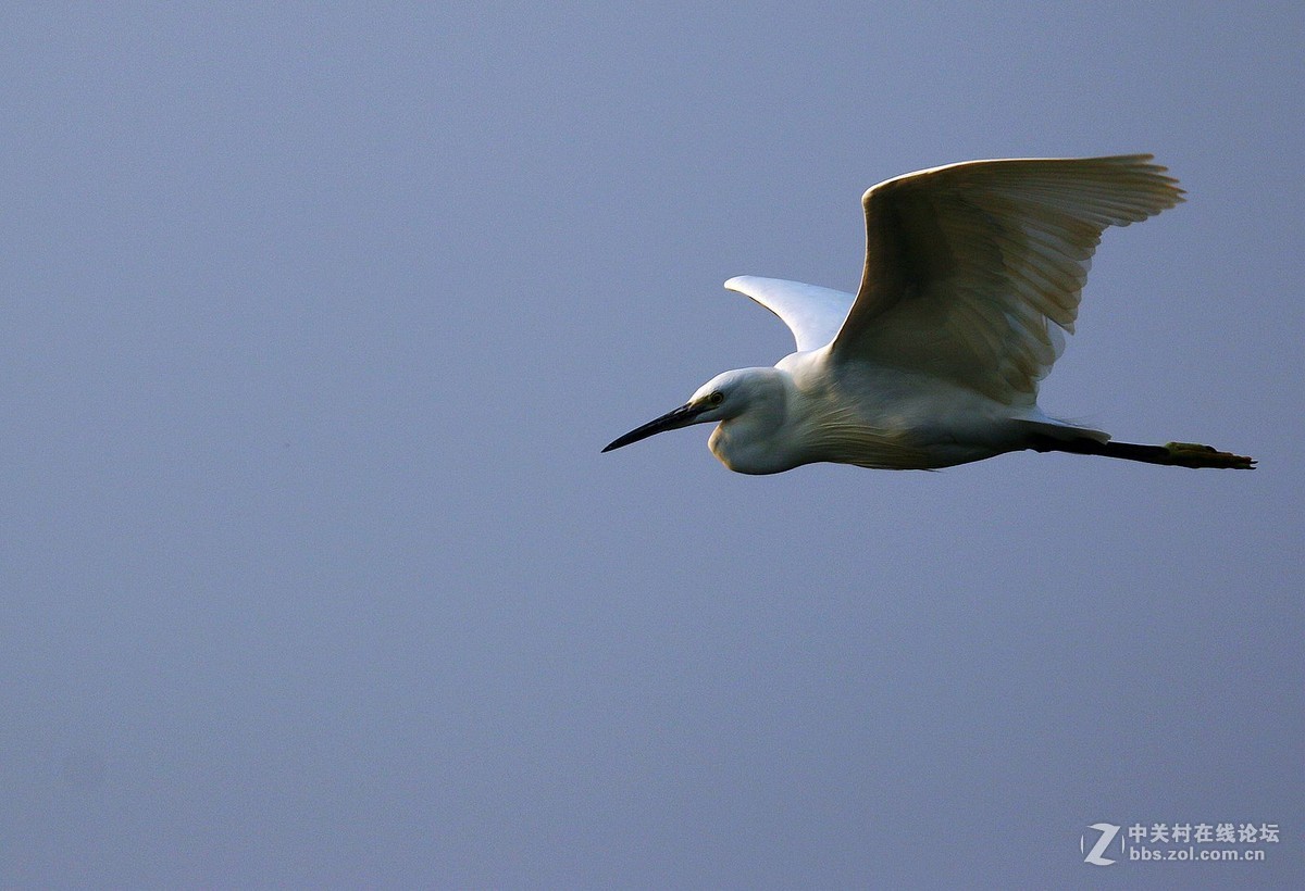 白鹭飞