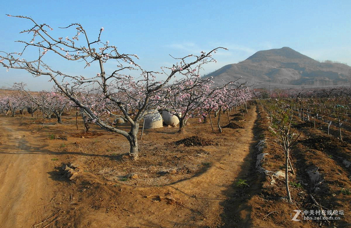 『桃花依旧伴春风-2』