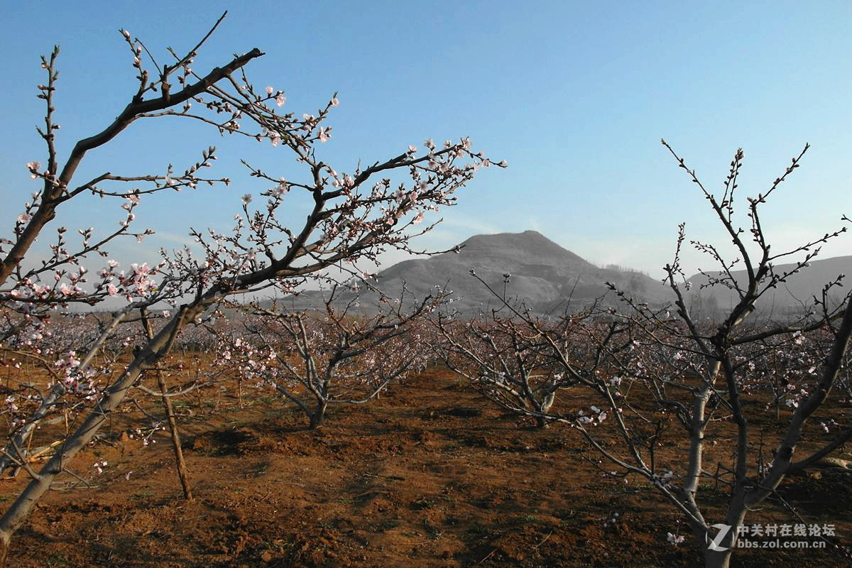 『桃花依旧伴春风-2』