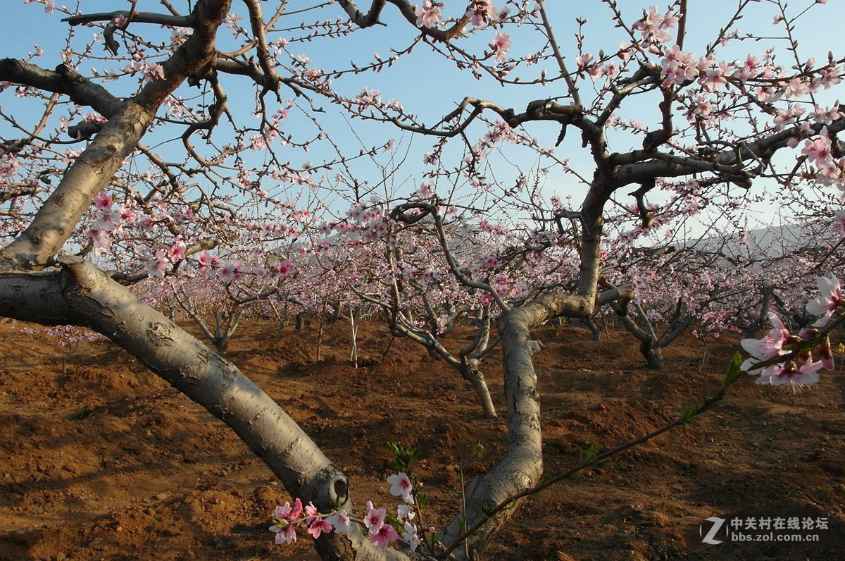 『桃花依旧伴春风-2』