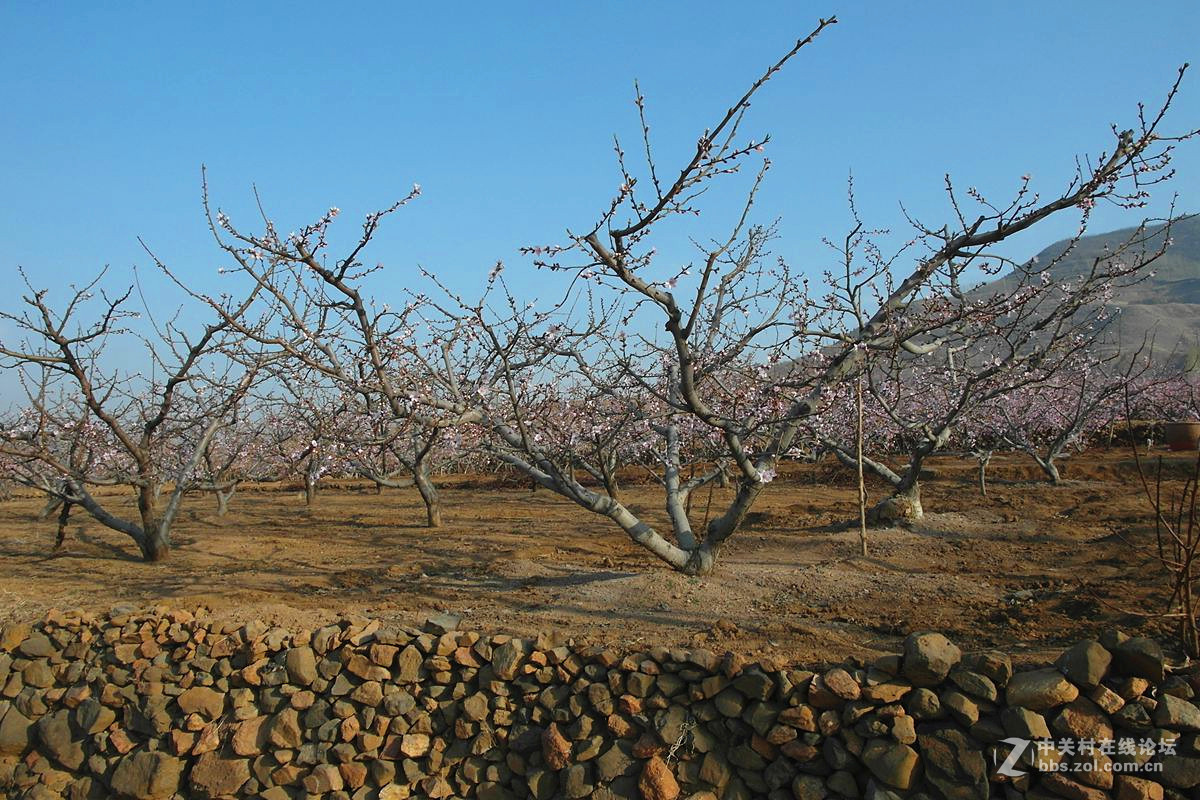 『桃花依旧伴春风-2』