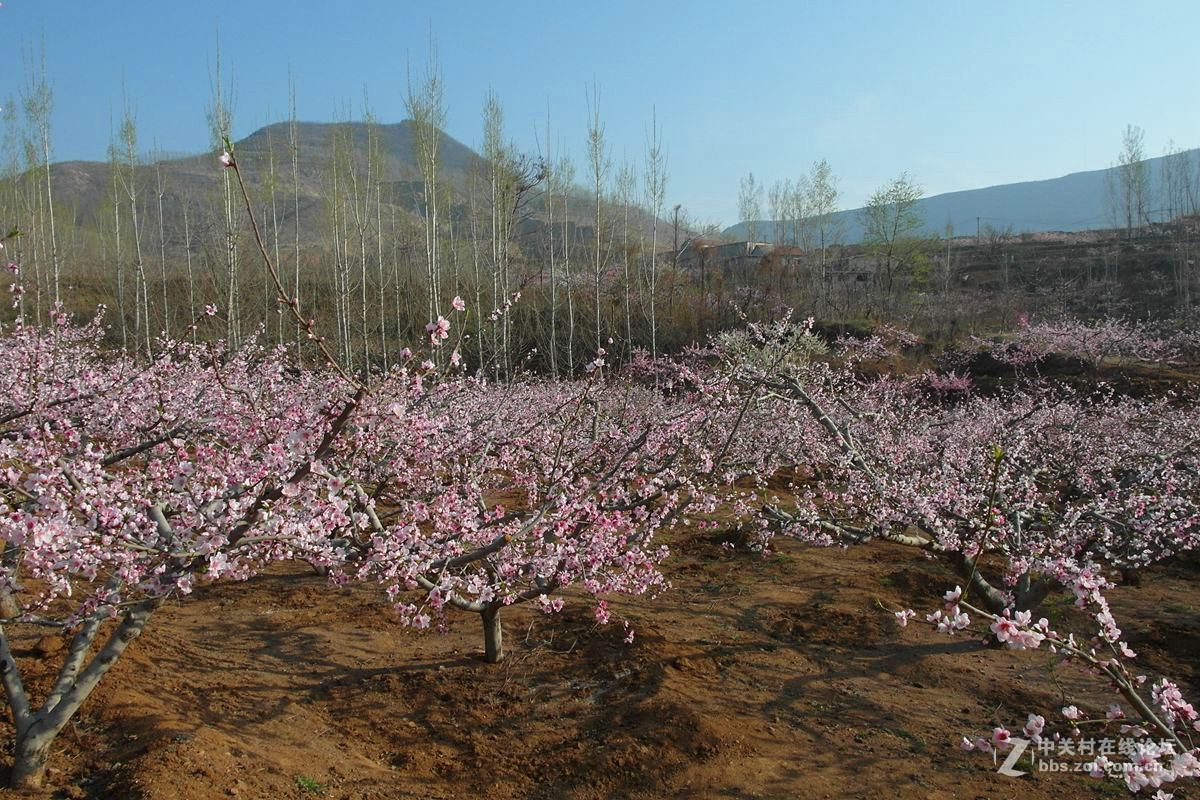 『桃花依旧伴春风-2』