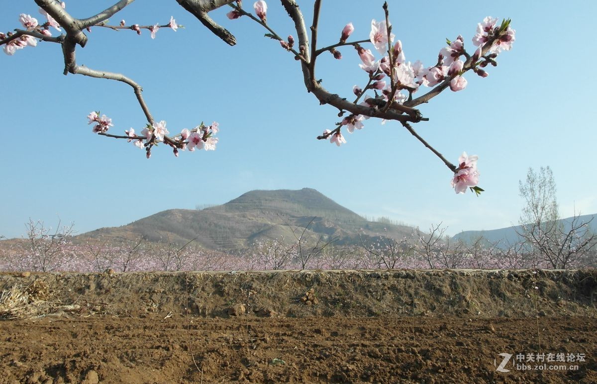 『桃花依旧伴春风-2』